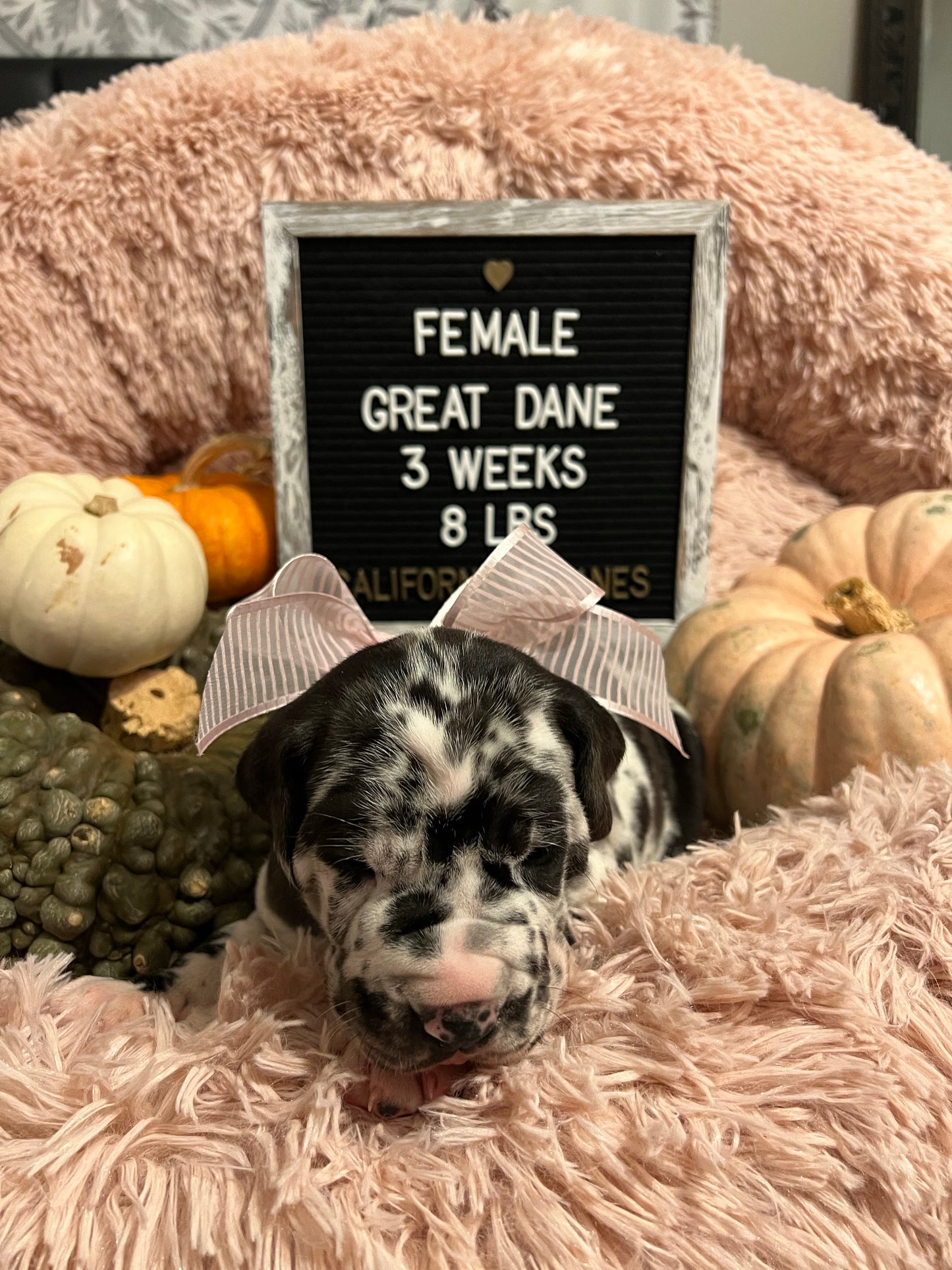 Harlequin Female Great Dane