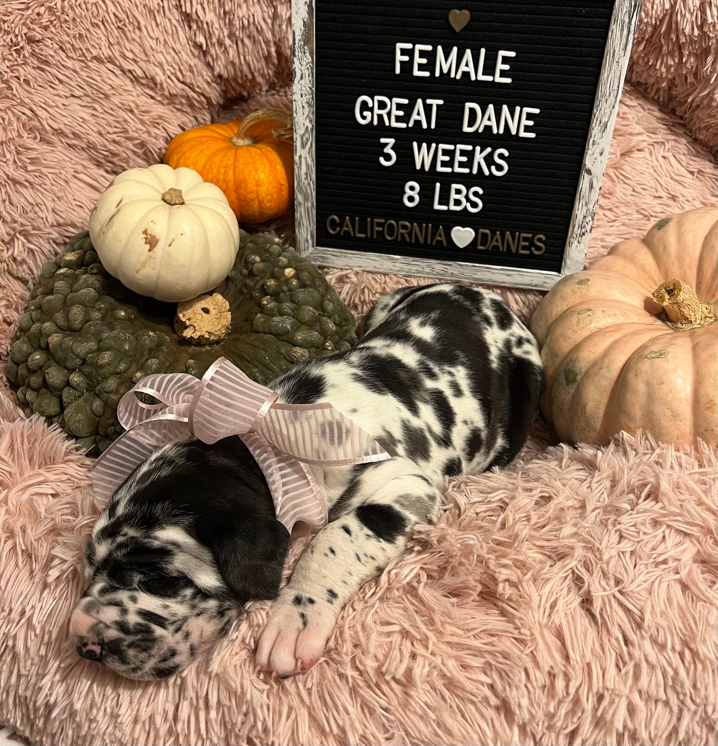 Harlequin Female Great Dane